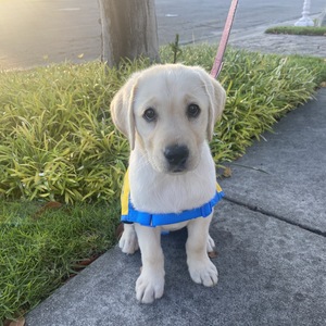 Fundraising Page: Julie Kim